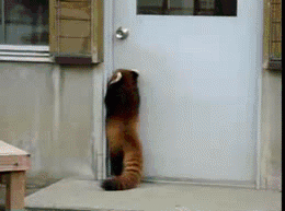 tatterdemalionamberite:  in case your blog needs more red panda hopping for a doorknob 