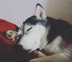 6woofs:  He is just soooo sweet #husky #siberianhusky