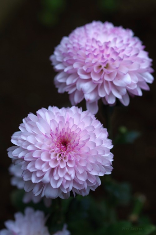 uyamt:菊（きく）Chrysanthemum