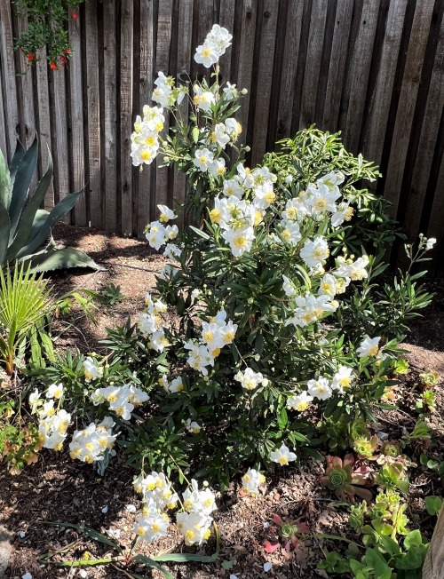 Carpenteria californicaThis shrub in the Hydrangea Family comes from the Sierra Nevada foothills eas