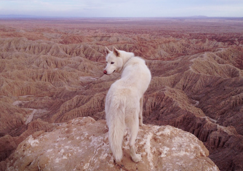 johnandwolf:  Anza-Borrego Desert, CA / February 2014Looking out over the badlands towards the Salton Sea from Font’s Point. 