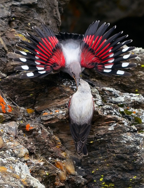 avianeurope:Wallcreeper (Tichodroma muraria) »by Luciano Casagranda