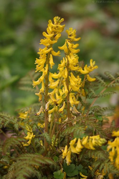 Fern-Leaved Corydalis or Fern-Leaf Corydalis / FarnblättrigerLerchensporn (Corydalis cheilanthifol