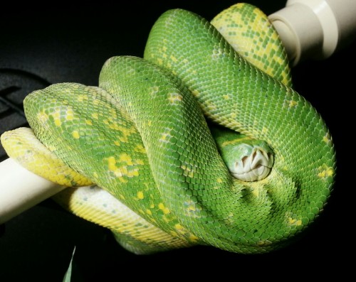solid-snakes:A sleepy green snoot.
