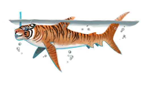 TRANSPARENT! Spice up your blog with a tiger shark in honor of shark week! Shirt sold Here /&nb