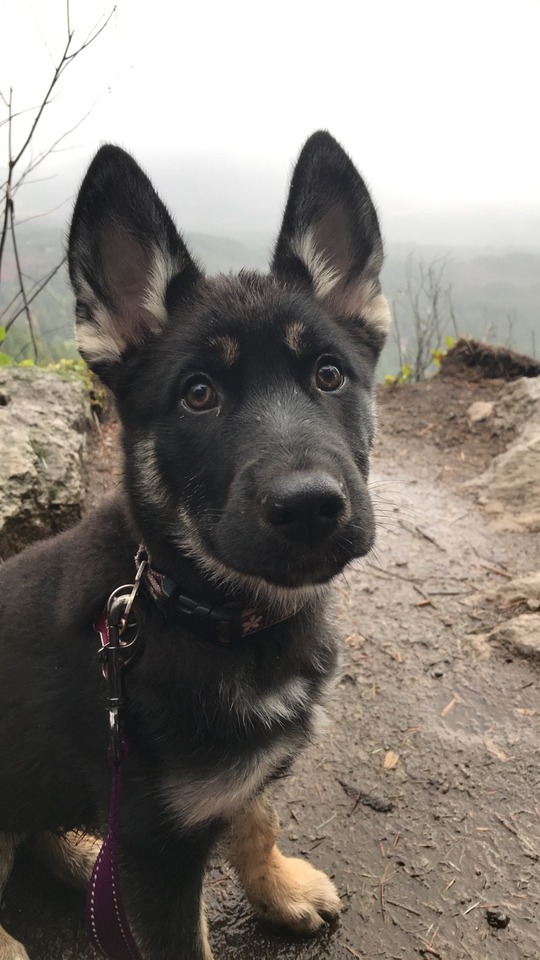 She Did So Well On Her First Hike Today!