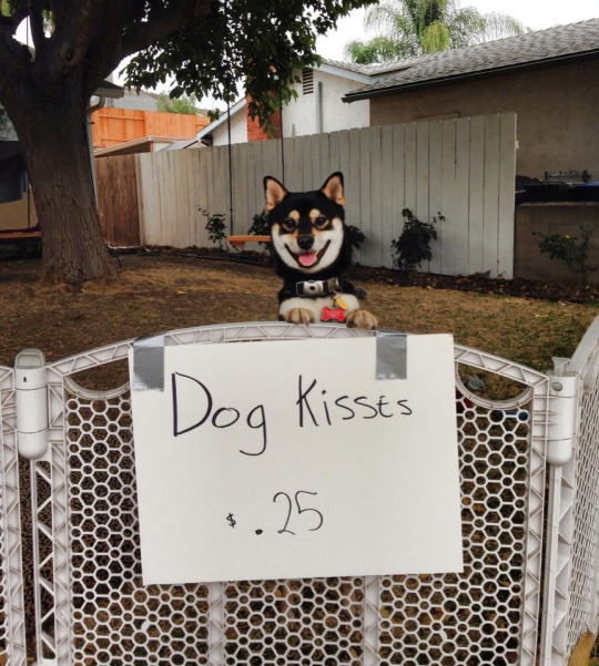 F Yeah Smiling Dogs