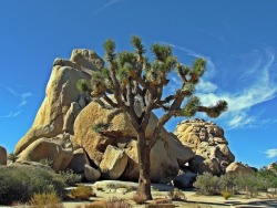 mojave-craig:  Joshua Tree National Park,