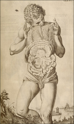 theangelofhistory:  17th Century Anatomical