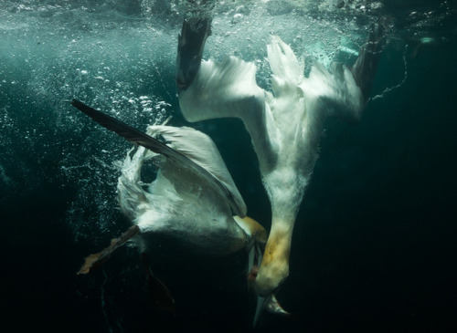 Gannets underwater searching for fish