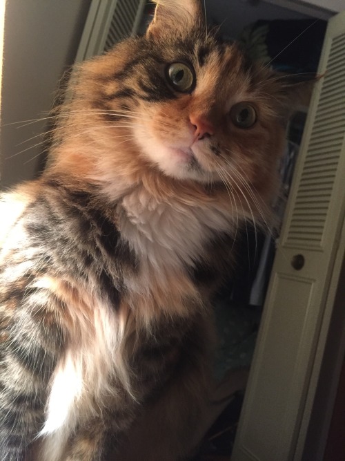 hannerbean: When you hear purring in your ear and you turn over.