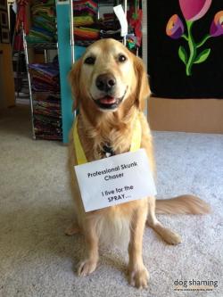 dogshaming:  Roxie Got A Job!  After a bath Roxie decided she couldn’t smell herself anymore. So she waited until it was dark outside and charged out after a skunk.