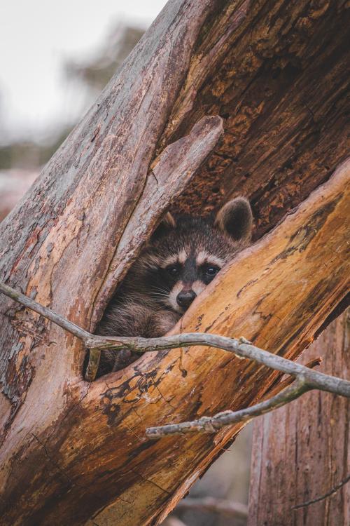 naturezem:Raccoon in a dead tree.  ( Source