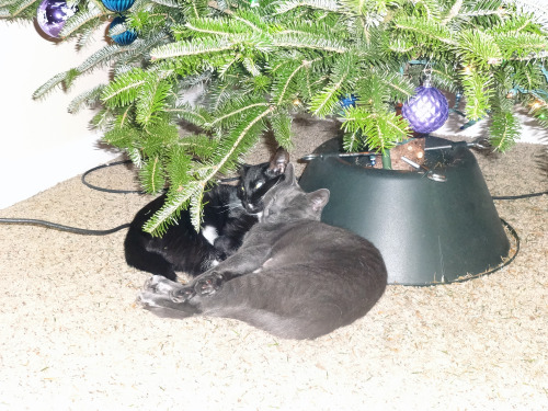 Two of our kittens, Gray and Joshua, snoozing under this year’s tree. :D (submitted by slarmst