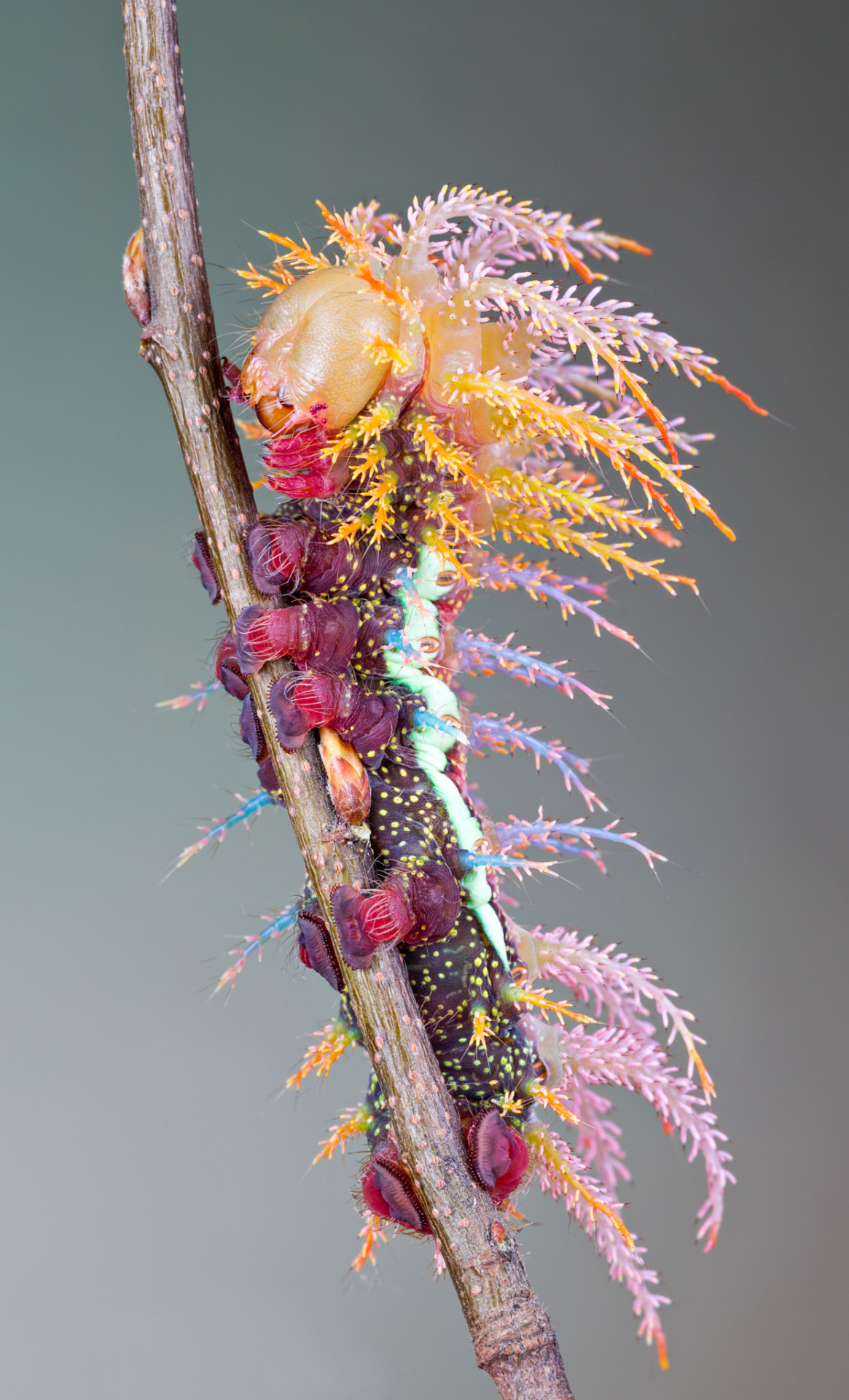 yellowpaz:  vonmurr:  Caterpillar of Saturniidae Moth by Marco Fisher   That is fucking