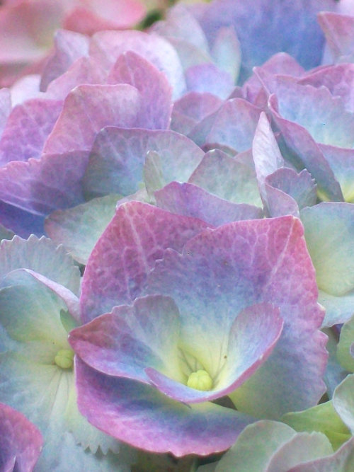 pyrrhic-victoria:  Magical by ~Kurenai87 
