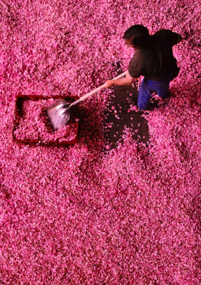 wildthicket:A worker at the Roure perfume plant in Grasse, France, scoops up the
