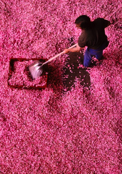 wildthicket:  A worker at the Roure perfume plant in Grasse, France, scoops up the morning’s rose harvest at the end of May. These rose petals will be processed immediately into an absolute, the aromatic liquid which is the basic component of perfume;