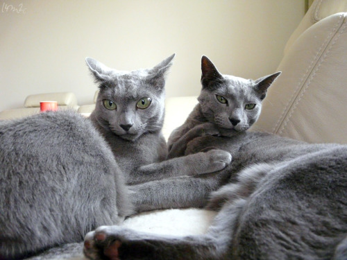 Male russian blue cat