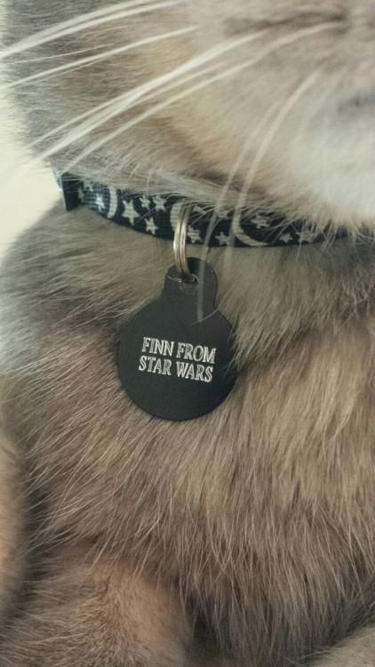 adenaselamin: adenaselamin: we named our cat after finn from star wars @oliviermiraarmstrongs #