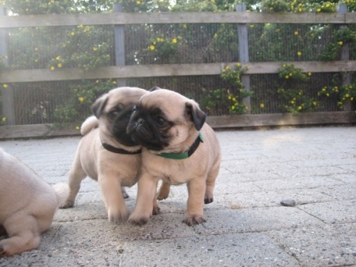 Cute little pug puppies :)