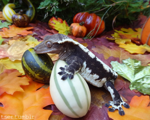 tser: Squishing the squash with the squishiest geck.