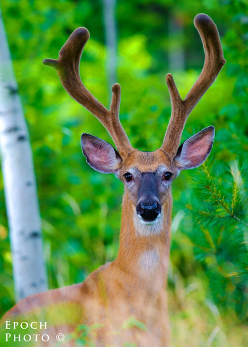 earthandanimals:   Mr. Velvet   Photo by Bob Vishneski     