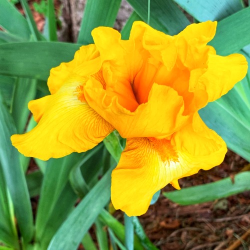 Yellow Iris in a Hidden Corner of My Garden, Fairfax, 2020.Weeding and cleaning some corners of the 
