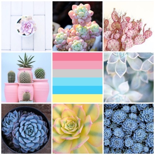 friendly-neighborhood-acethetics - Genderflux and Succulents...