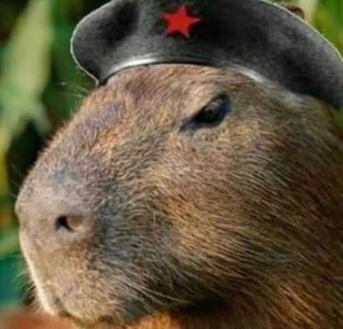 Really Loving Today's Trend From The Argentinian Memeosphere, Where The Capybara Has Become A Symbol