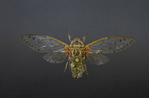 staceythinx:  MeCre (mechanical creatures) by Gaby Wormann 