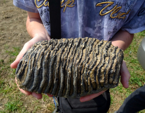 Mammoth ToothThis monstrous fossil was found in a gravel pit in Hulín in the Czech Republic. Mammoth