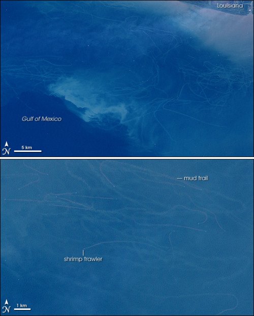 Mud trails in the Gulf of Mexico  Apparently today I’m writing about fishing vessels view