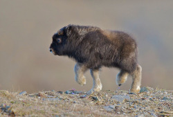 officialbutts:  thelastampersand:  A lot of people seem to be down this week/morning, so here’s a picture of a baby Musk Ox to brighten your day.  HE TIPTOEIN 