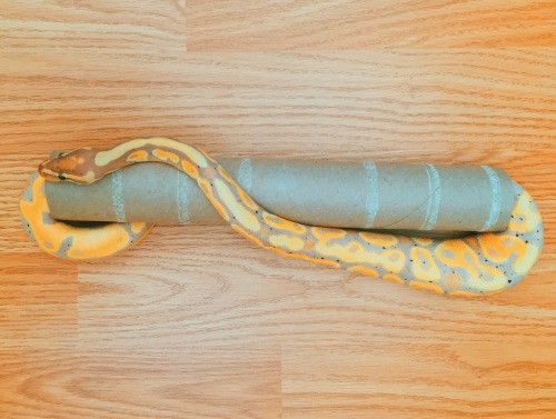 Confirmed: Snakes love their tubes.