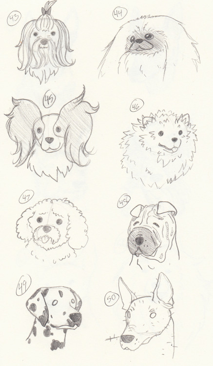 So I drew some dogs. Like, a lot of dogs. I took my big encyclopedia of dog breeds, flipped through 