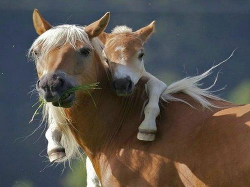 cuteness-daily:  Animals with their babies adult photos