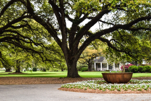 Oak Alley Plantation. Vacherie, Louisiana. March 2016.・For optimal photo quality, view the gallery a