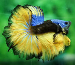 moreanimalia:  I love Siamese fighting fish &lt;3 