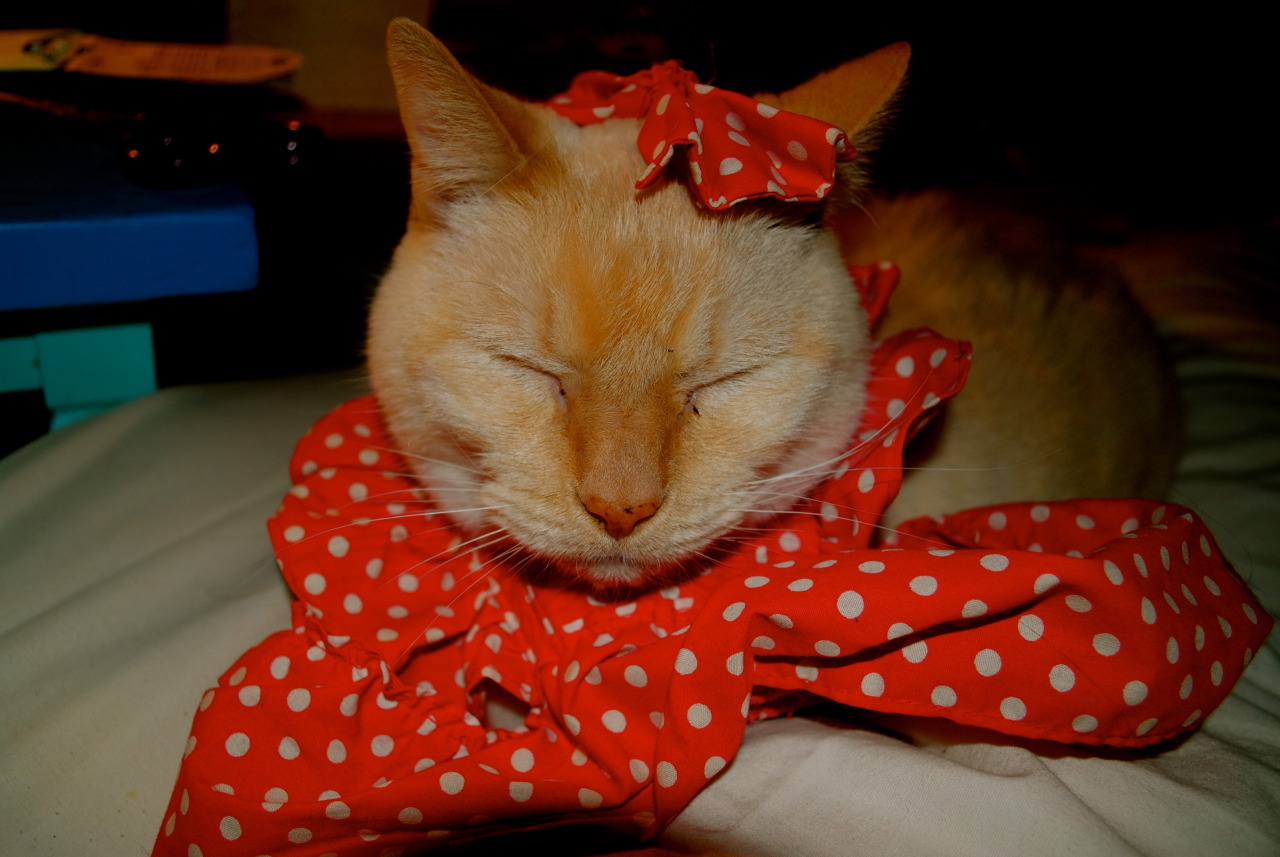 getoutoftherecat:  well don’t you look cute cat.