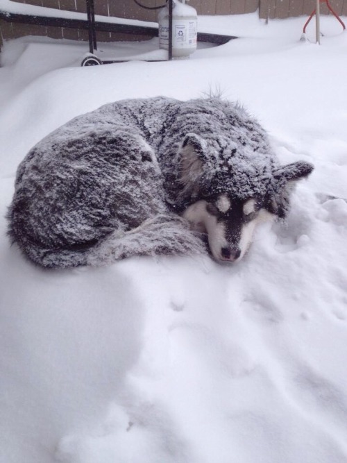 canadianmalamommy:Malamute Heaven! ❄️