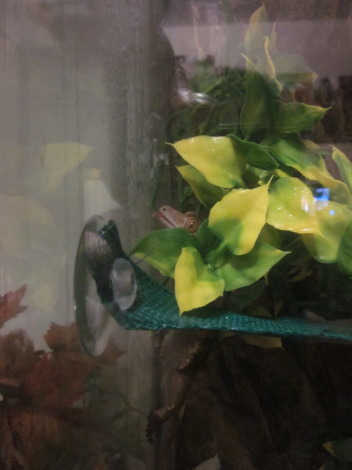 hes not the brightest gecko