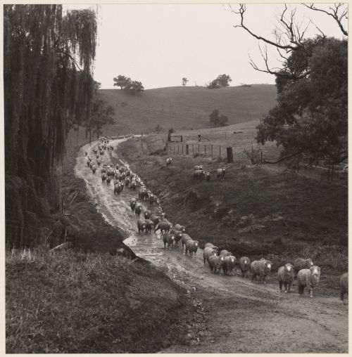 yama-bato: Hedda Morrison     Germany 1908