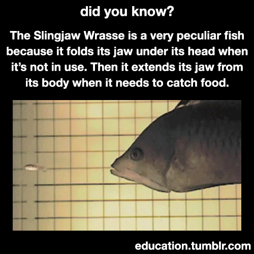realphoebejudd: piepieapplepie:  i-m-p-a-l-a-6-7:  education:  Source  The sound I made when I saw this was not natural   What the ever loving fuck    My favourite thing about this is how the tiny fish is just s u ck ed in 