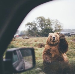 elasan:  Our noble friends🌲    Photo credit: Dylan Furst 