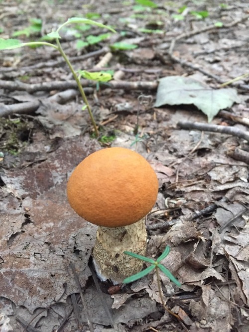 Hi could you help me identify these guys? They were growing in a mixed forest in eastern Canada. Tha