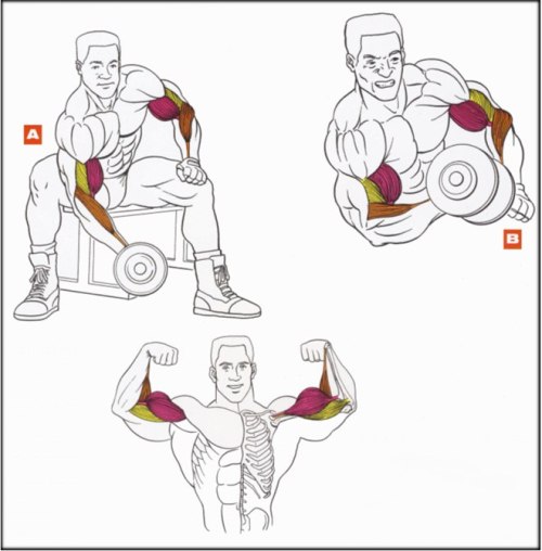 Porn photo The best exercises for biceps