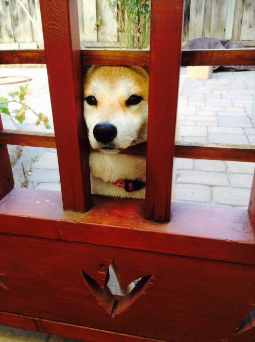 piisuketheshibainu:When is my mom coming home (•^•) ママ、何時帰るかな？– piisuketheshibainu