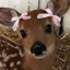 deermeeps