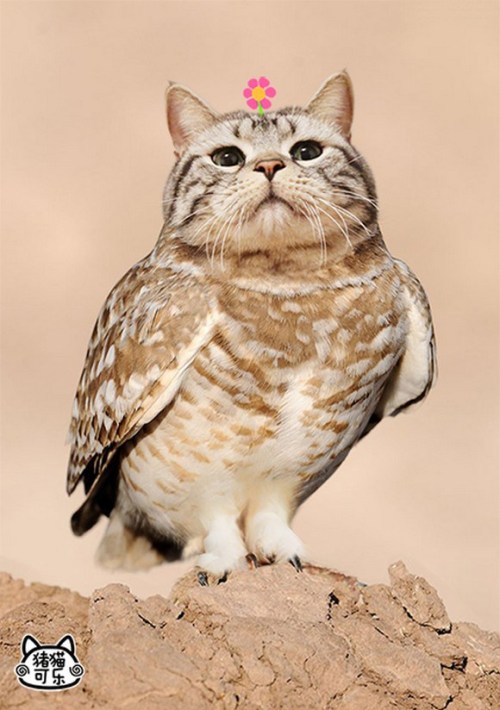 mymodernmet:Meowls are the bizarre yet adorable combination of owls’ bodies with cats’ heads superim